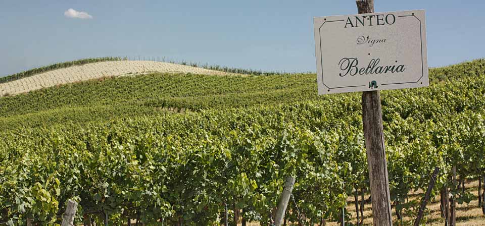 vini varietali cantina azienda agricola anteo oltrepo pavese vino spumante vini spumanti bollicine cantina provincia di pavia lombardia